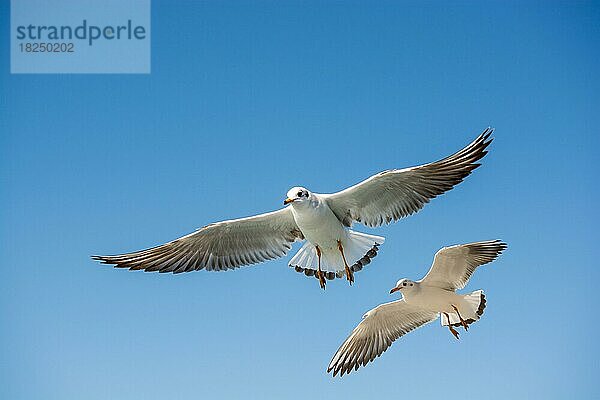 Einzelne Möwe fliegt in einem blauen Himmel Hintergrund