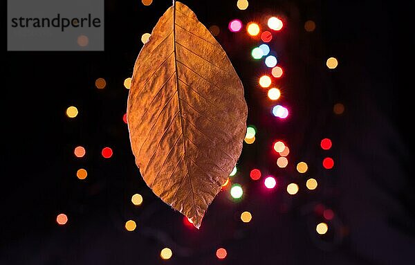 Trockenes Blatt auf einem Bokeh-Licht vor einem dunklen Hintergrund