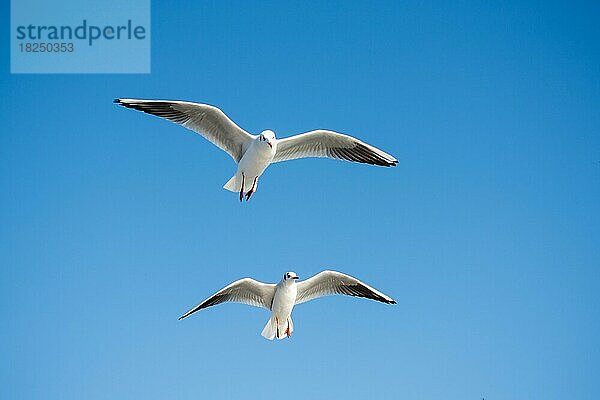 Möwe fliegt in einem blauen Himmel als Hintergrund