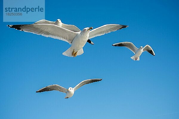 Möwen fliegen in den Himmel Hintergrund