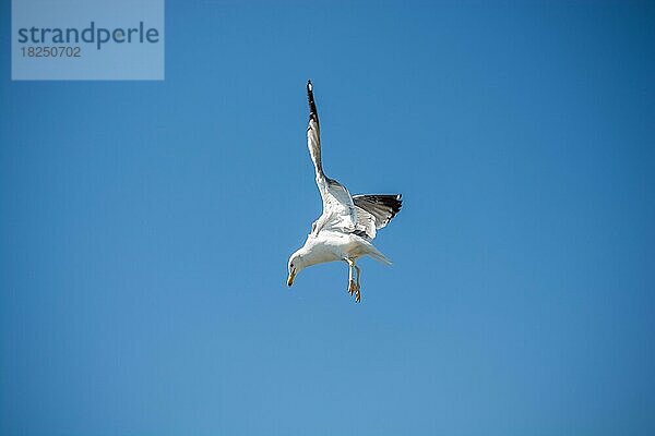 Einzelne Möwe fliegt in einem blauen Himmel als Hintergrund