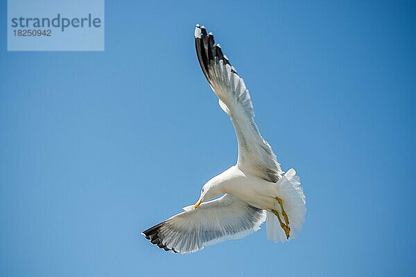 Einzelne Möwe fliegt in einem blauen Himmel als Hintergrund