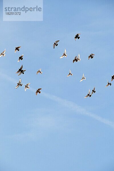 Ein Vogelschwarm fliegt am blauen Himmel