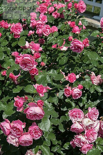 Blühender schöner Rosenstrauß im Frühlingsgarten