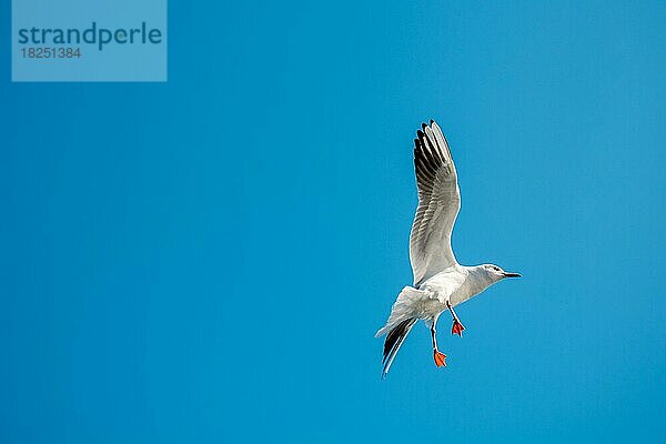 Paar Möwen fliegen in den Himmel Hintergrund