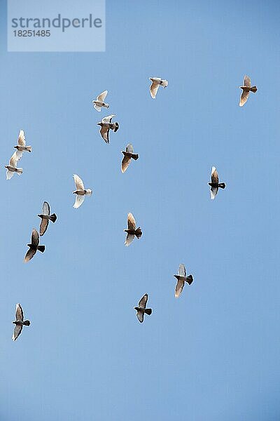 Ein Vogelschwarm fliegt am blauen Himmel