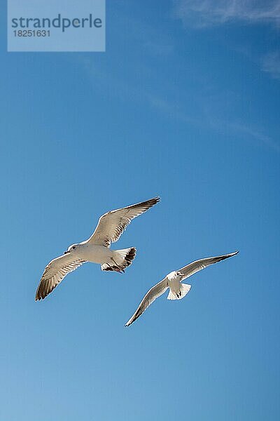 Ein Paar Möwen fliegt am Himmel über dem Meer