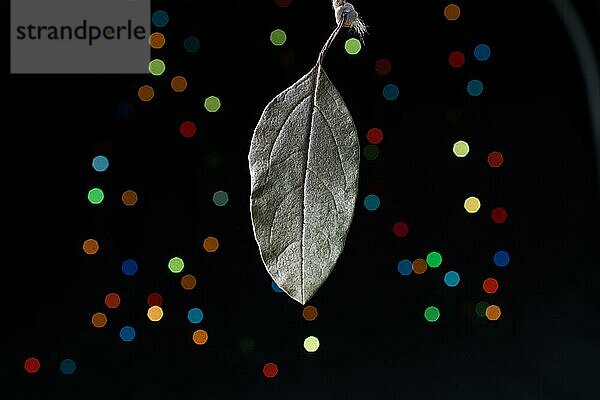 Trockenes Blatt auf einem Bokeh-Licht vor einem dunklen Hintergrund