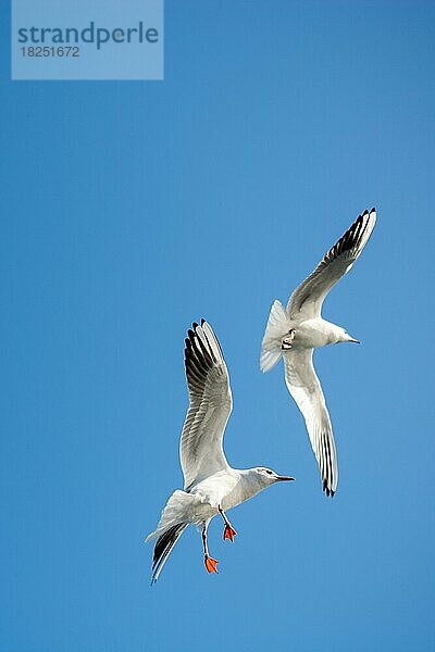 Paar Möwen fliegen in den Himmel Hintergrund