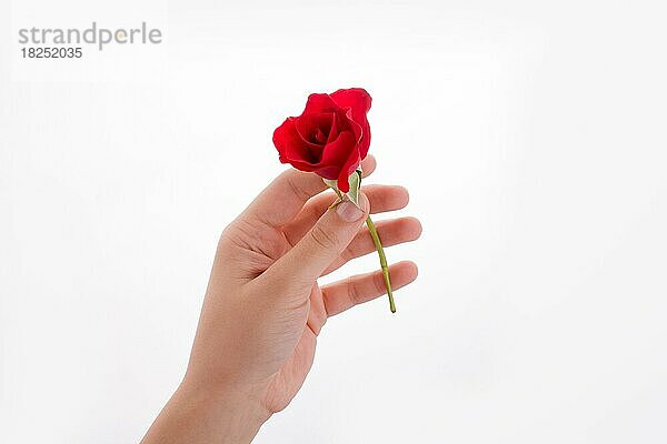 Hand hält eine rote Rose auf weißem Hintergrund