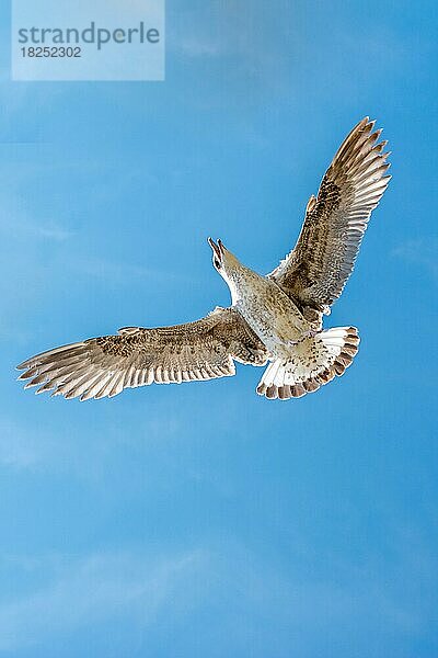 Einzelne Möwe fliegt in einem bewölkten Himmel als Hintergrund