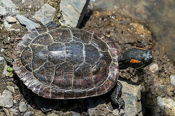 Einsame Schildkröte am See gefunden