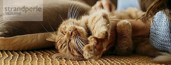 Besitzerin streichelt liebenswerte Katze  Auflösung und hohe Qualität schönes Foto