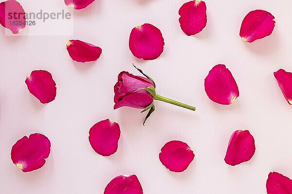 Rosenblüten Valentinstag. Auflösung und hohe Qualität schönes Foto