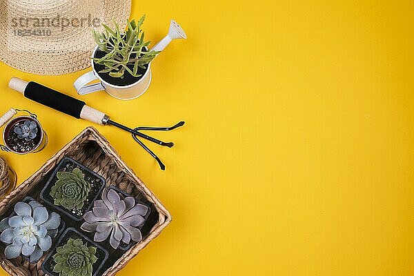 Draufsicht Blumen mit Kopierraum. Auflösung und hohe Qualität schönes Foto