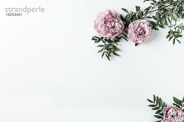 Draufsicht rosa Nelken. Auflösung und hohe Qualität schönes Foto