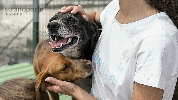 Frau spielt mit Heilung Rettungshunde im Tierheim. Auflösung und hohe Qualität schönes Foto