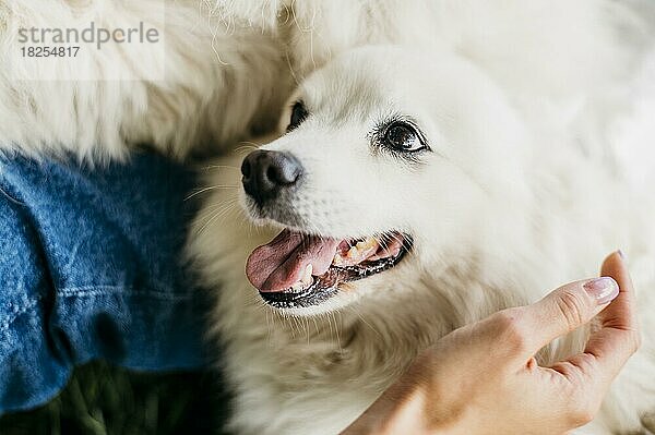 Frau streichelt liebenswerten Hund. Auflösung und hohe Qualität schönes Foto