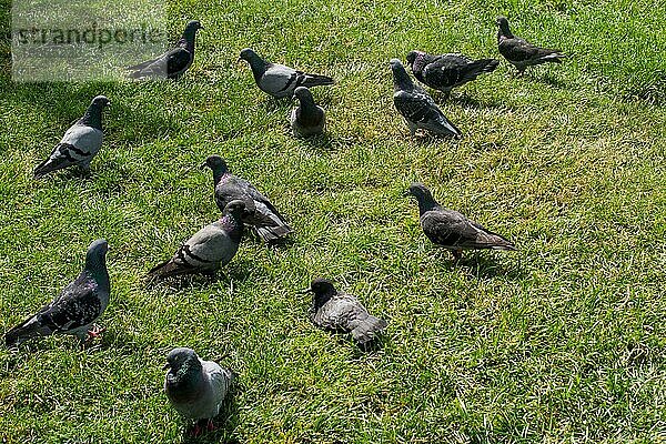 Schöne Tauben auf grünem Gras an einem sonnigen Tag