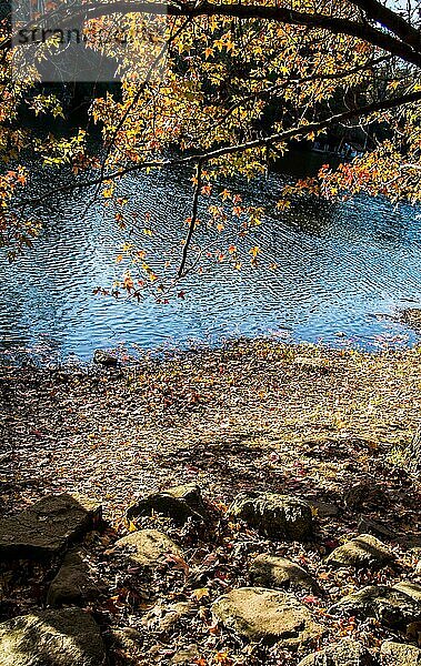 Herbstblätter Textur für Hintergrund. Blatt Hintergrund Textur auf Wasser