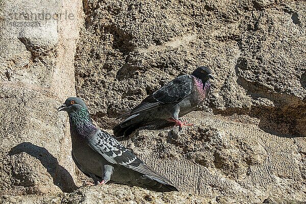 Tauben sitzen auf einem Felsen im Hintergrund