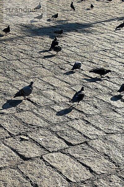 Graue Tauben leben in großen Gruppen in einer städtischen Umgebung