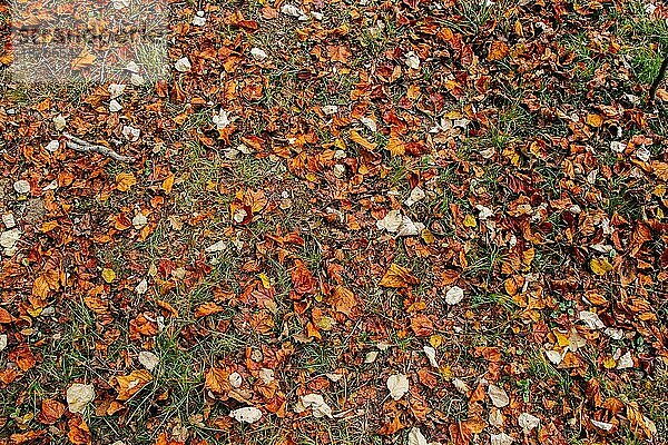 Herbstblätter Textur für Hintergrund. Blatt Hintergrund Textur