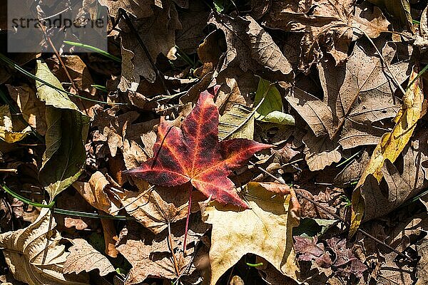 Schöne trockene Blätter als Herbsthintergrund