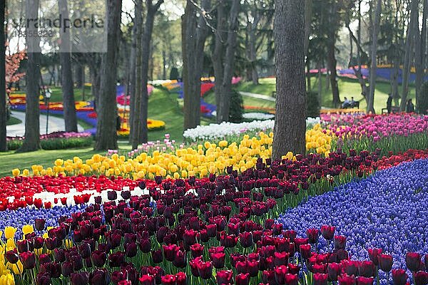 Tulpengarten voller Tulpen in verschiedenen Farben im Frühling