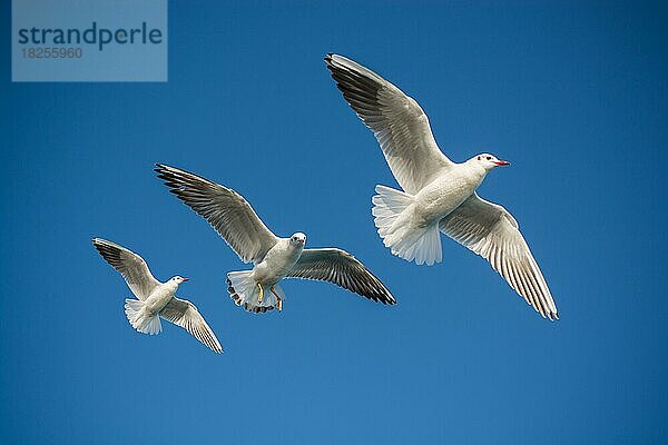 Paar Möwen fliegen in einem blauen Himmel Hintergrund