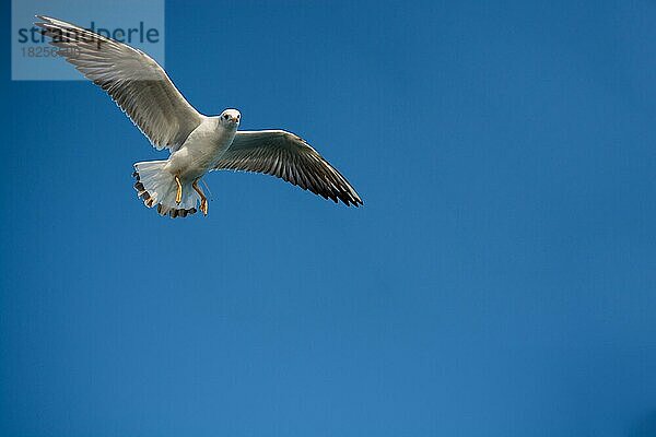 Paar Möwen fliegen in einem blauen Himmel Hintergrund