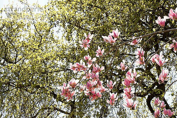 Im Frühling blühen bunte Blumen auf den Bäumen