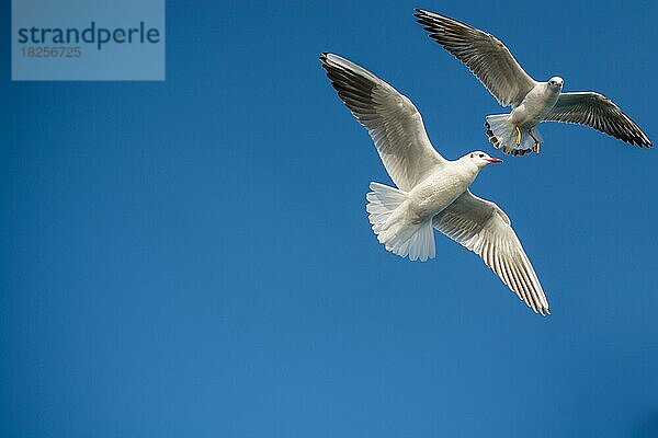 Paar Möwen fliegen in einem blauen Himmel Hintergrund