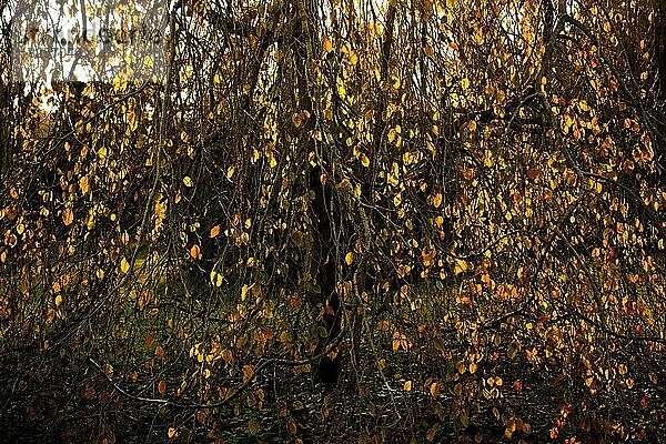Trockene Blätter als Herbst pflanzliche Herbst Konzept Textur