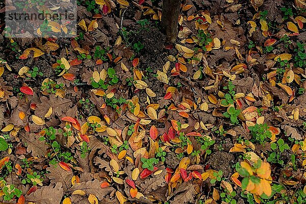 Herbstblätter Textur für Hintergrund. Blatt Hintergrund Textur