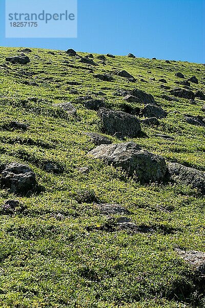 Grüne Weide in den Bergen im Sommer als Naturhintergrund