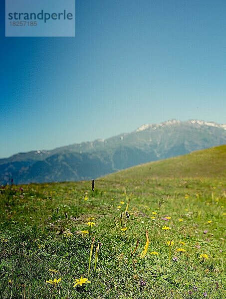 Blühende  farbenprächtige Wildblumen im Hochland von Artvin