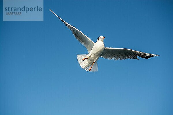 Einzelne Möwe fliegt in einem blauen Himmel Hintergrund