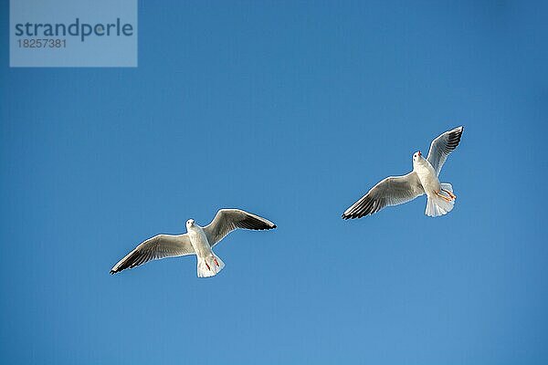 Paar Möwen fliegen in einem blauen Himmel Hintergrund