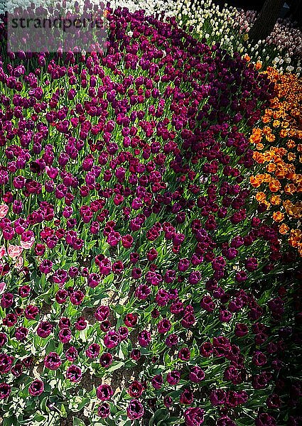 Blühende bunte Tulpe Blumen im Garten als floralen Hintergrund