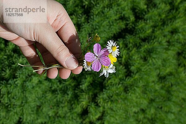 Hand hält schöne bunte natürliche Frühlingsblumen