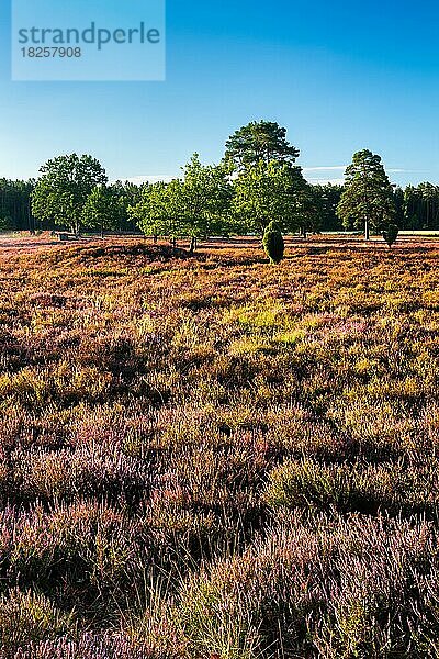 Typische Heidelandschaft mit blühendem Heidekraut und Wacholder  Lüneburger Heide  Niedersachsen  Deutschland  Europa