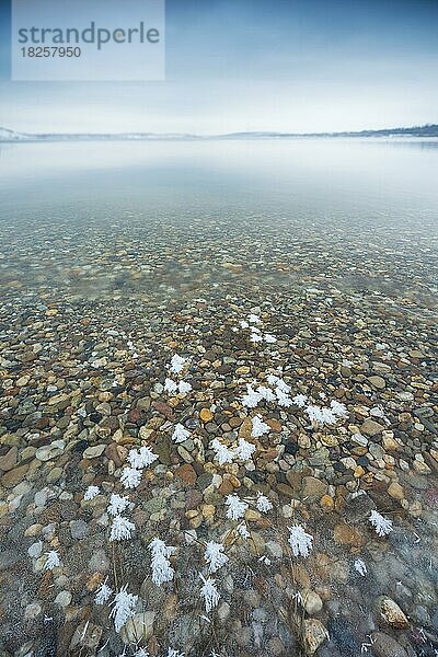 Winter am Geiseltalsee  Eiskristalle  klares Wasser und bunte Kiesel  Mücheln  Sachsen-Anhalt  Deutschland  Europa
