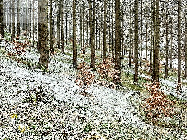 Fichtenwald im Spätherbst  ester Schnee  Harz  Niedersachsen  Deutschland  Europa