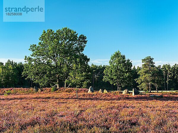 Typische Heidelandschaft mit blühendem Heidekraut und Großsteingrab  Lüneburger Heide  Niedersachsen  Deutschland  Europa