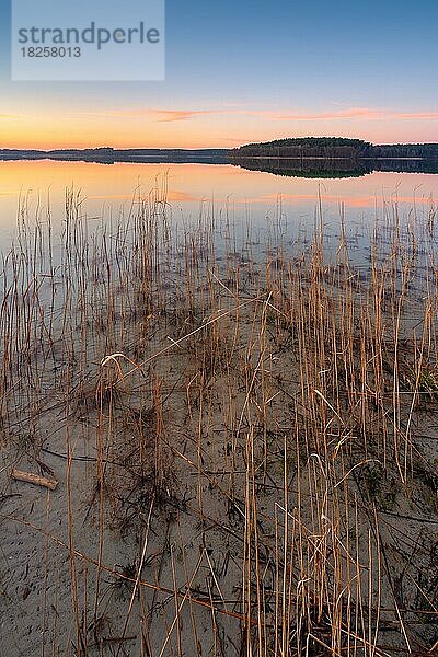 Großer Fürstenseer See mit Schilf bei Sonnenuntergang  Müritz-Nationalpark  Fürstensee  Mecklenburg-Vorpommern  Deutschland  Europa