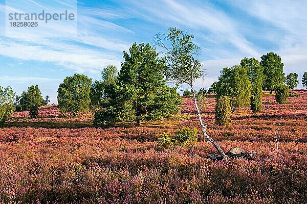 Typische Heidelandschaft mit blühendem Heidekraut  Birken und Wacholder  Lüneburger Heide  Niedersachsen  Deutschland  Europa