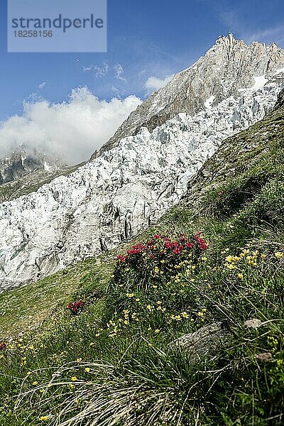 Alpenblumen vor Gletscher Glacier des Bossons  hinten Gipfel des Aiguille du Midi  Chamonix  Haute-Savoie  Frankreich  Europa