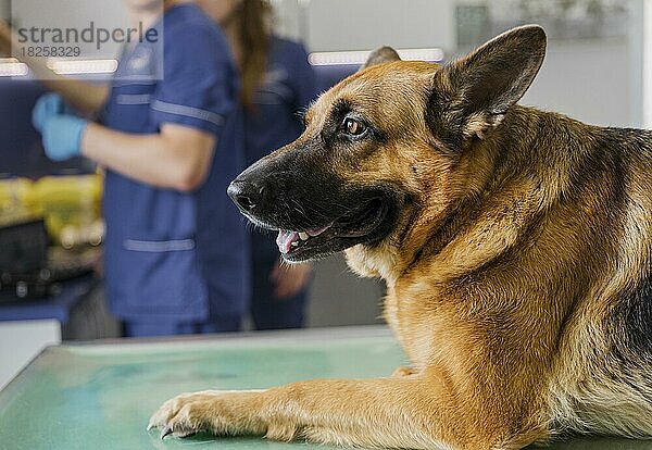 Close up Arzt Klinik mit smiley Hund