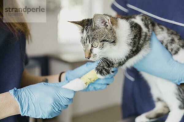 Nahaufnahme Tierärzte helfen Katze